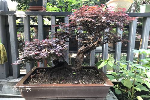 类似裙子里面是野兽动漫免费大片黄国产在线观看，动漫中的反差魅力与深层解读